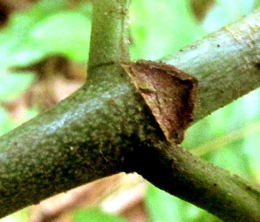 Wild Coffee, PSYCHOTRIA TENUIFOLIA, stipule