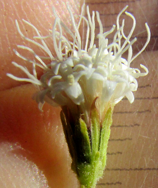 AGERATINA BREVIPES, capitulum next to millimeter ruler