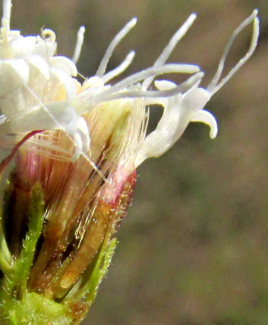 AGERATINA BREVIPES, dissected capitulum