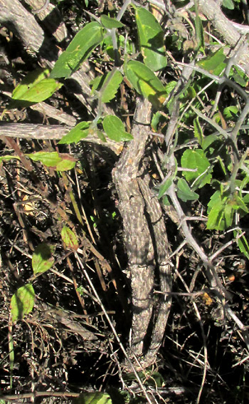 AGERATINA BREVIPES, woody trunk