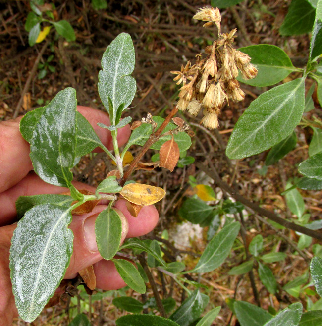 AGERATINA HIDALGENSIS, leaves and fruiting structure