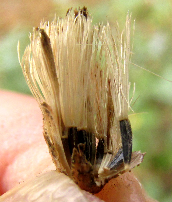 AGERATINA HIDALGENSIS, capitula with developed cypsela pappus