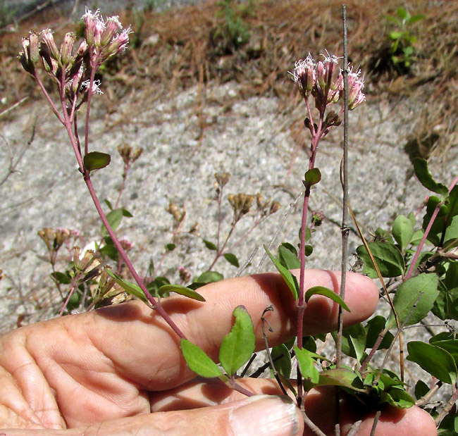 AGERATINA HIDALGENSIS, flowering branches