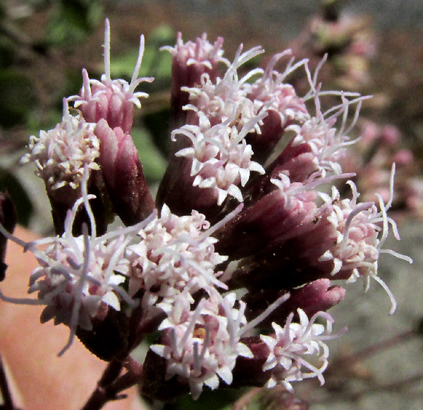 AGERATINA HIDALGENSIS, capitula viewed from above