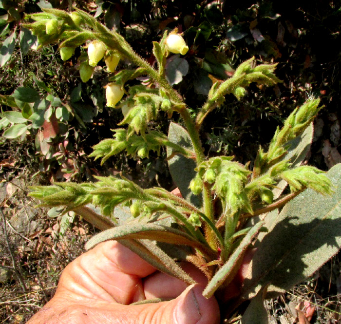 ARBUTUS MOLLIS, flowering inflorescence