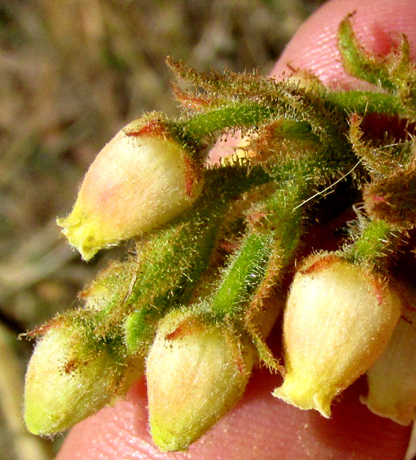 ARBUTUS MOLLIS, flowers and dense glandular hairs