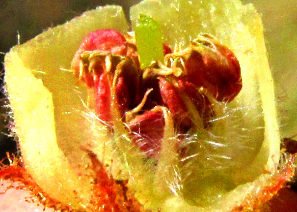 ARBUTUS MOLLIS, longitudinal section showing stamens