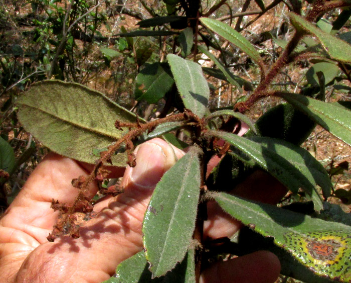 ARBUTUS XALAPENSIS, branch with old fruits