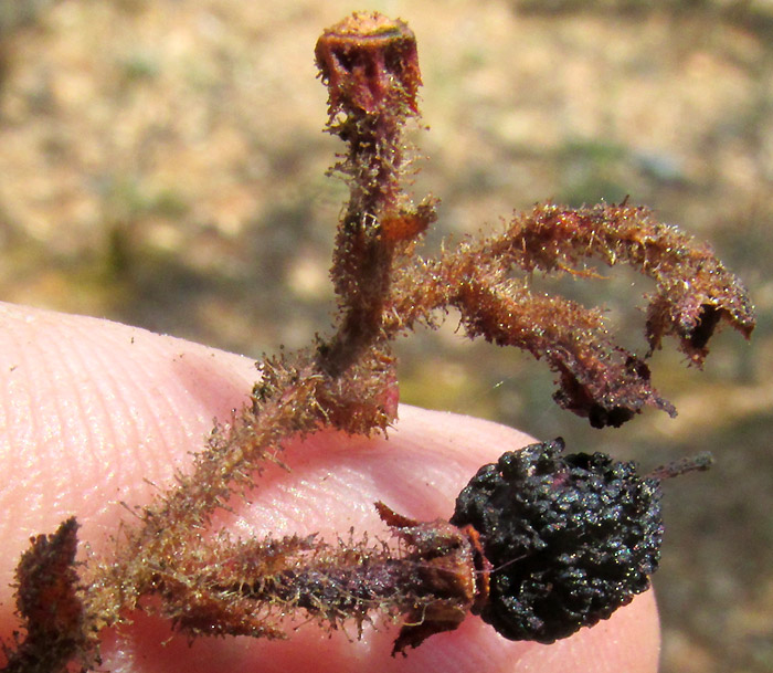 ARBUTUS XALAPENSIS, dried-up fruit and inflorescence hairs