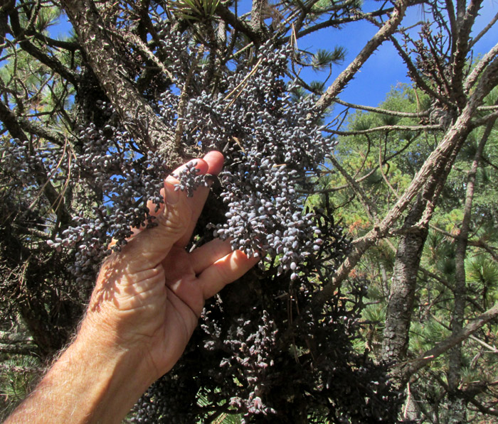 Dwarf Mistletoe, ARCEUTHOBIUM VAGINATUM var. VAGINATUM, heavily fruiting, parasitizing Pinus teocote