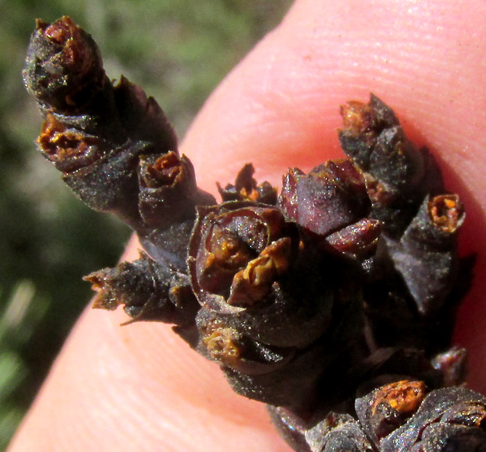 Dwarf Mistletoe, ARCEUTHOBIUM VAGINATUM var. VAGINATUM, close-up of what may be flowers