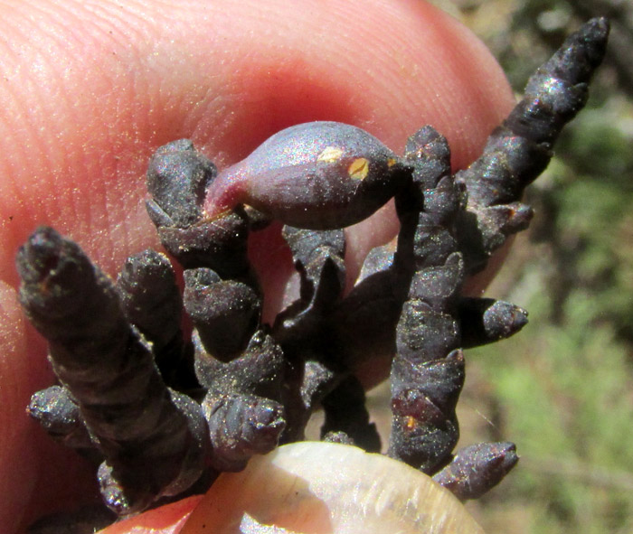 Dwarf Mistletoe, ARCEUTHOBIUM VAGINATUM var. VAGINATUM, close-up of fruit and stem sections