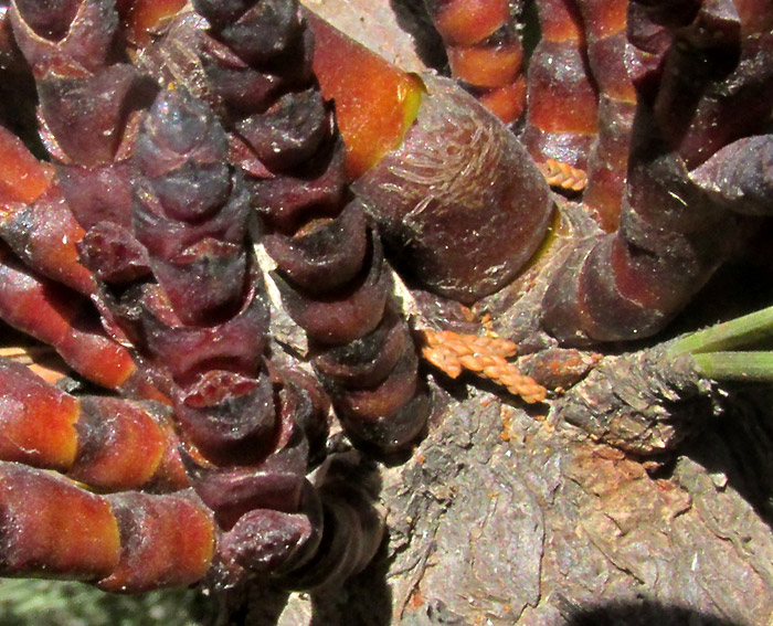 Dwarf Mistletoe, ARCEUTHOBIUM VAGINATUM var. VAGINATUM, stem bases attached to Pinus teocote stem