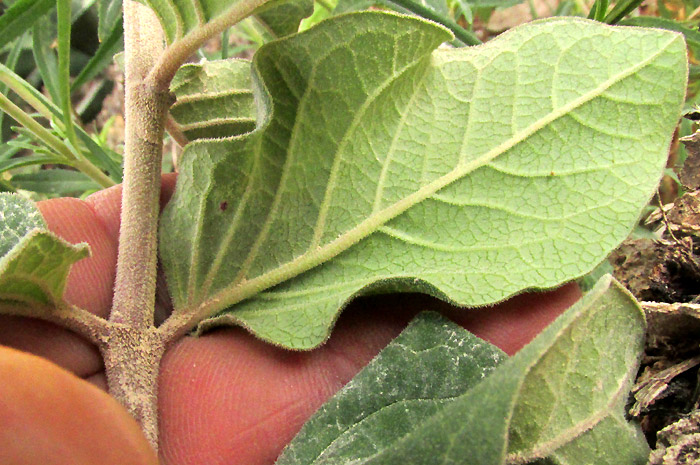 ASCLEPIAS NOTHA, hairy leaves and stems