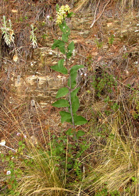 ASCLEPIAS OVATA, in habitat