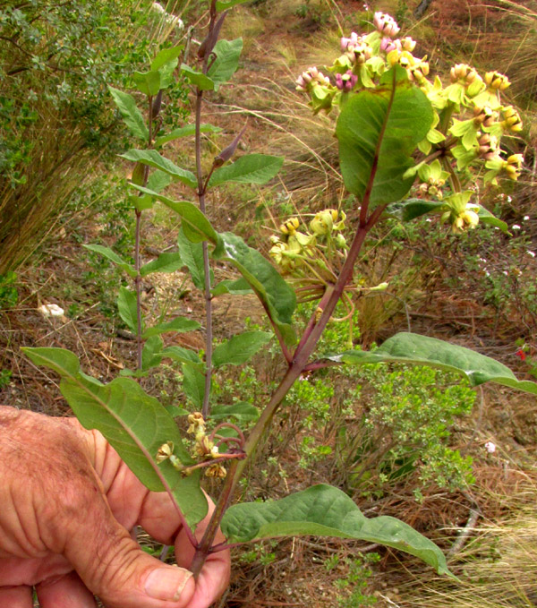 ASCLEPIAS OVATA, leaves & inflorescences