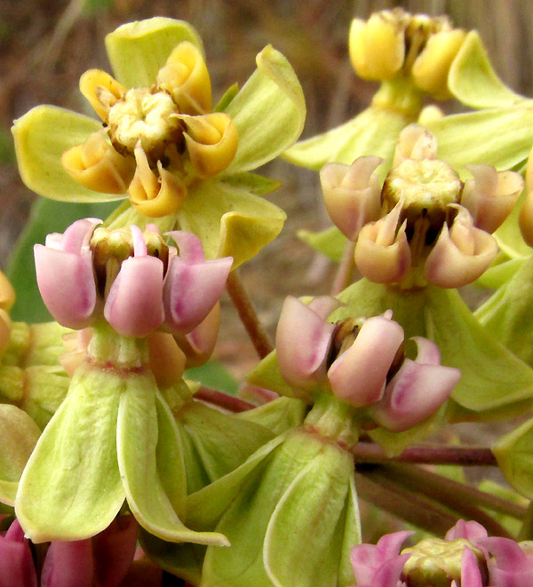 ASCLEPIAS OVATA, plant in habitat