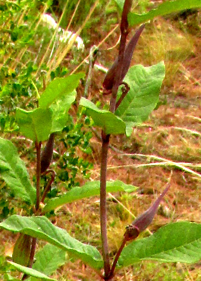 ASCLEPIAS OVATA, immature fruit pods