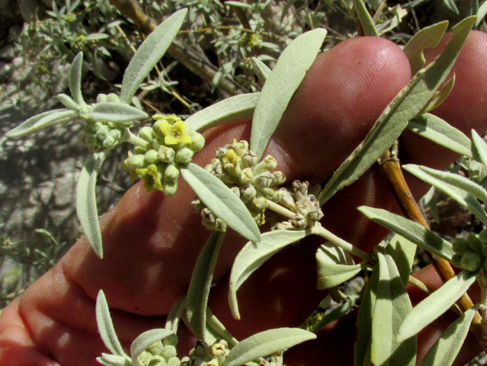 BUDDLEJA SESSILIFLORA, flower, stems & leaves