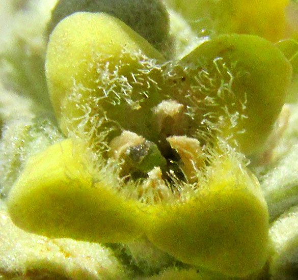 BUDDLEJA SESSILIFLORA, flower close-up