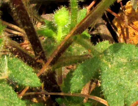 Slipper Flower, CALCEOLARIA TRIPARTITA, square stems