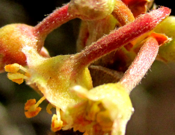 Mountain Mahogany, CERCOCARPUS MACROPHYLLUS, flower from side