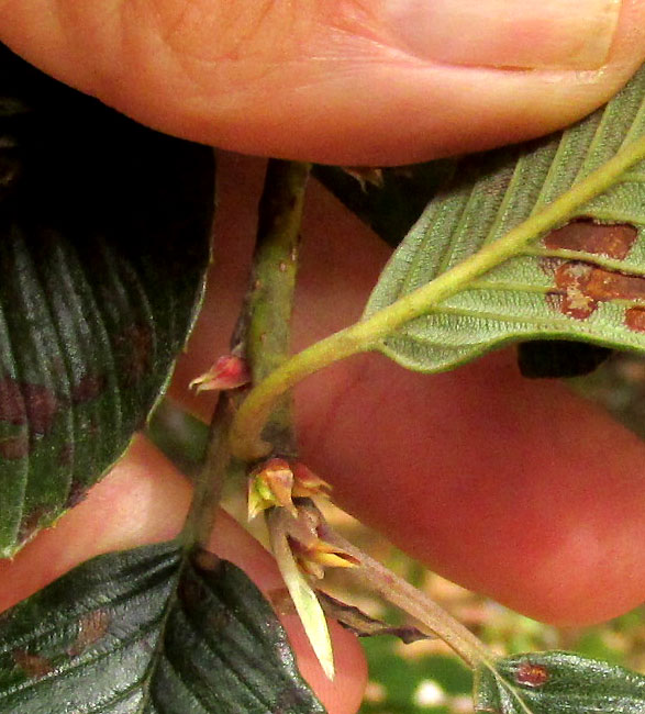 Mountain Mahogany, CERCOCARPUS MACROPHYLLUS, leaf base, undersurface, stiples