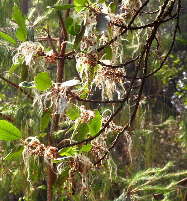 Mountain Mahogany, CERCOCARPUS MACROPHYLLUS, clusters of mature fruits on branches