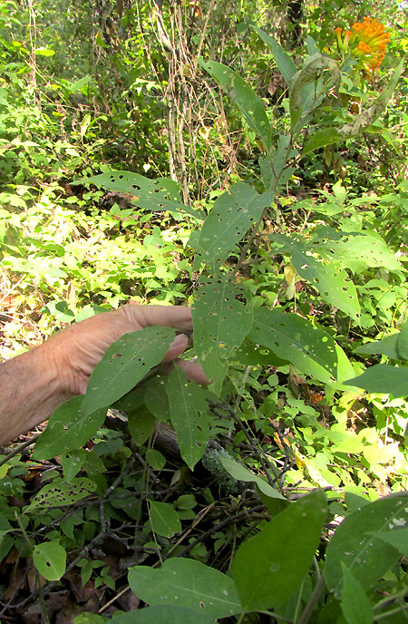 CESTRUM THYRSOIDEUM, flowering in habitat