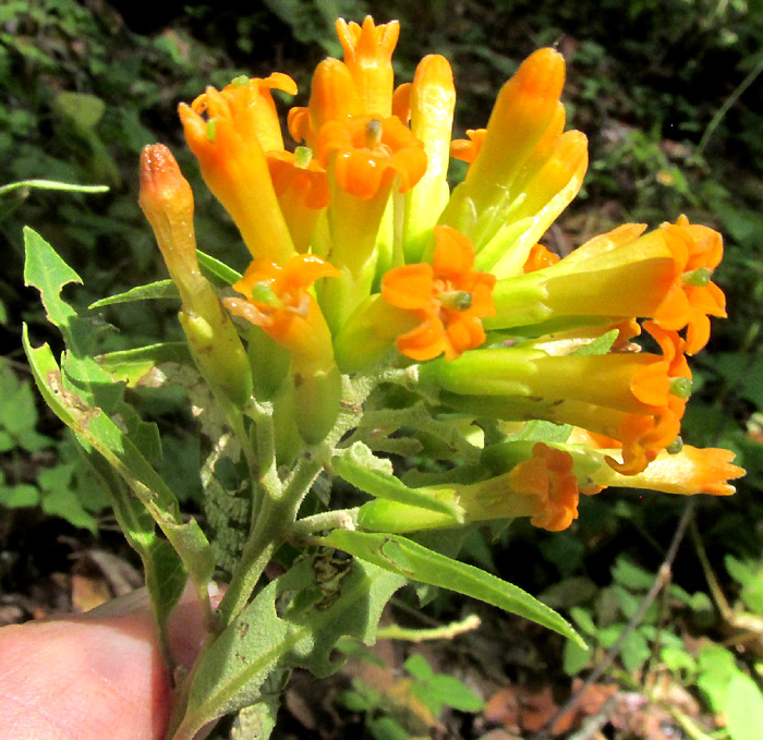 CESTRUM THYRSOIDEUM, inflorescence and upper leaves