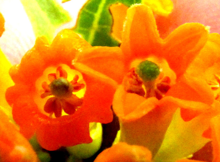 CESTRUM THYRSOIDEUM, flower from above, anthers and stigmas