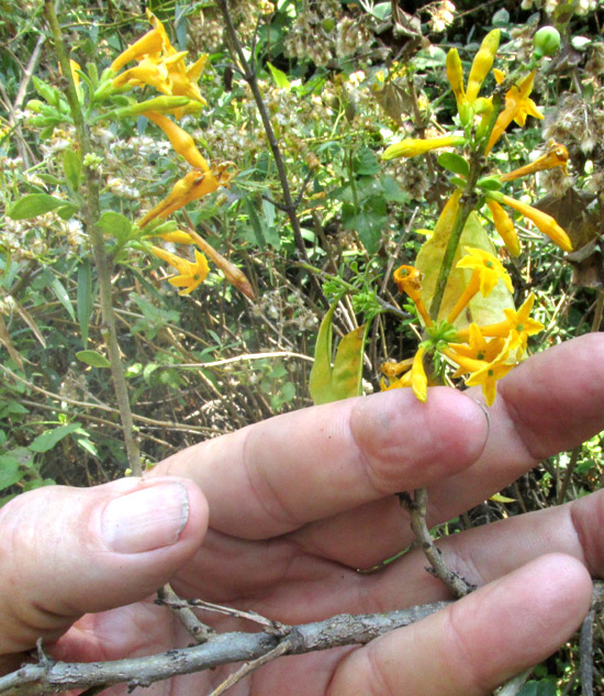 CESTRUM OBLONGIFOLIUM, inflorescences