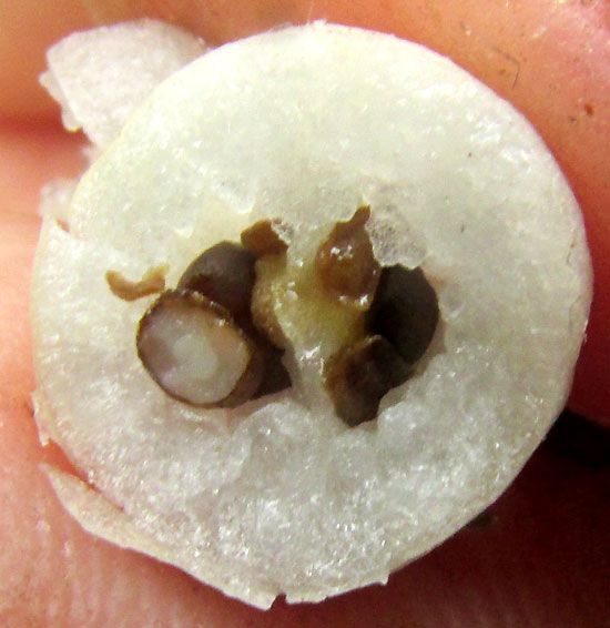 CESTRUM OBLONGIFOLIUM, fruit cross-section showing two locules