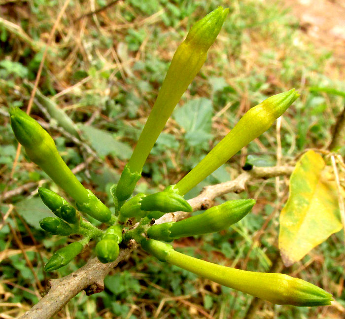 CESTRUM OBLONGIFOLIUM, immature flowers about to open