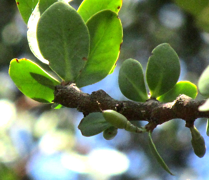 CLADOCOLEA DIVERSIFOLIA, immature fruit