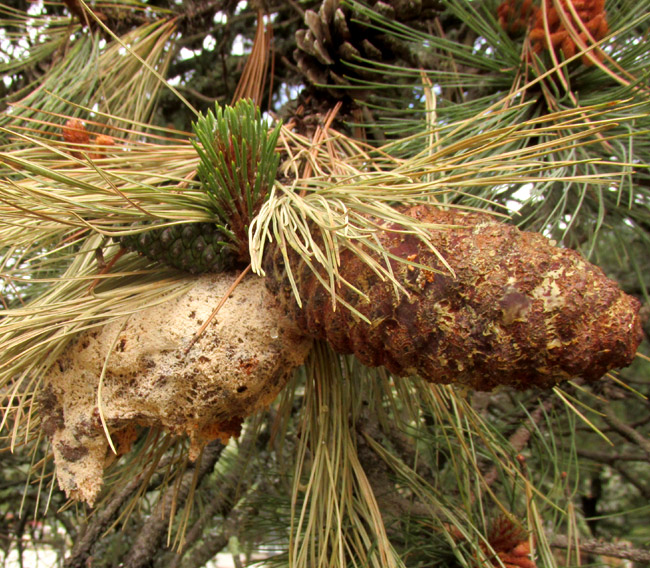 Cone Rust, CRONARTIUM CONIGENUM, infected, oversized, spore-prodicing cone of PINUS PSEUDOSTROBUS