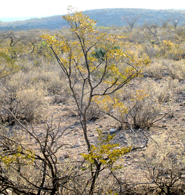 Creosote Bush, LARREA TRIDENTATA, wiry branches