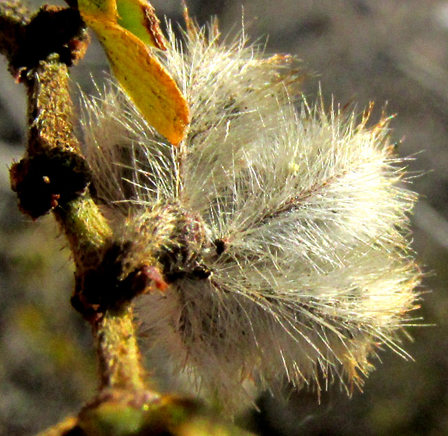 Creosote Bush, LARREA TRIDENTATA, woolly mericarps and hairy stem