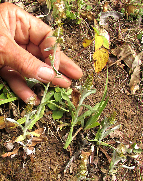 Purple Cudweed,  GAMOCHAETA PURPUREA, plants in habitat