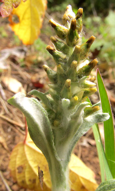 Purple Cudweed,  GAMOCHAETA PURPUREA, inflorescence