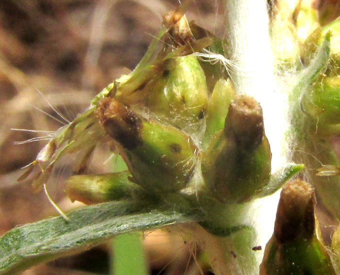 Purple Cudweed,  GAMOCHAETA PURPUREA, close-up of heads and bract