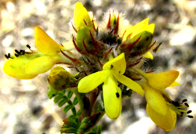 DALEA MELANTHA, flowers