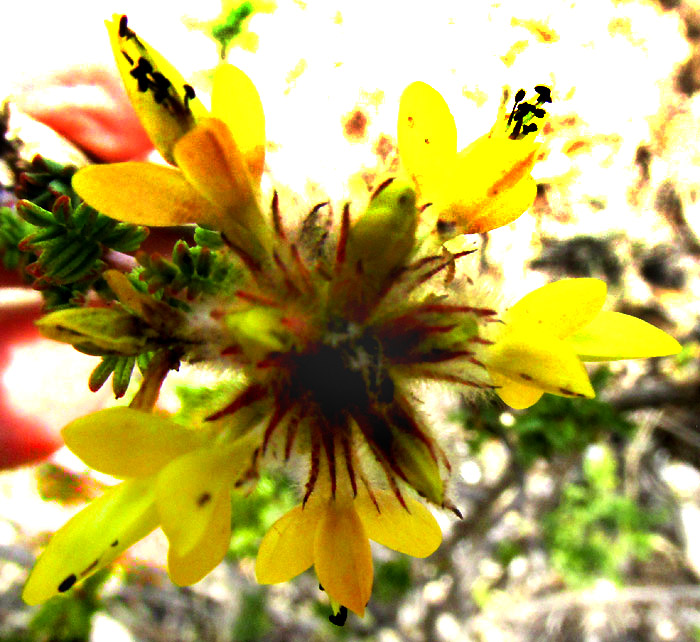 DALEA MELANTHA, flowers from above