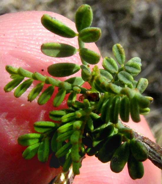 DALEA MELANTHA, leaves