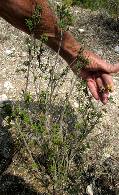 DALEA MELANTHA, plant in habitat