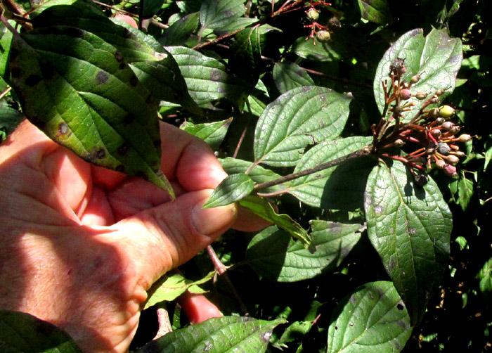 CORNUS EXCELSA, fruiting inflorescence