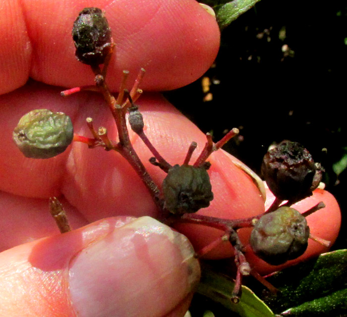 CORNUS EXCELSA, shriveling, blackening drupes