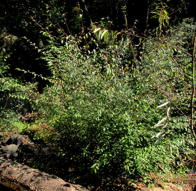 CORNUS EXCELSA, plant's dense, much branched form