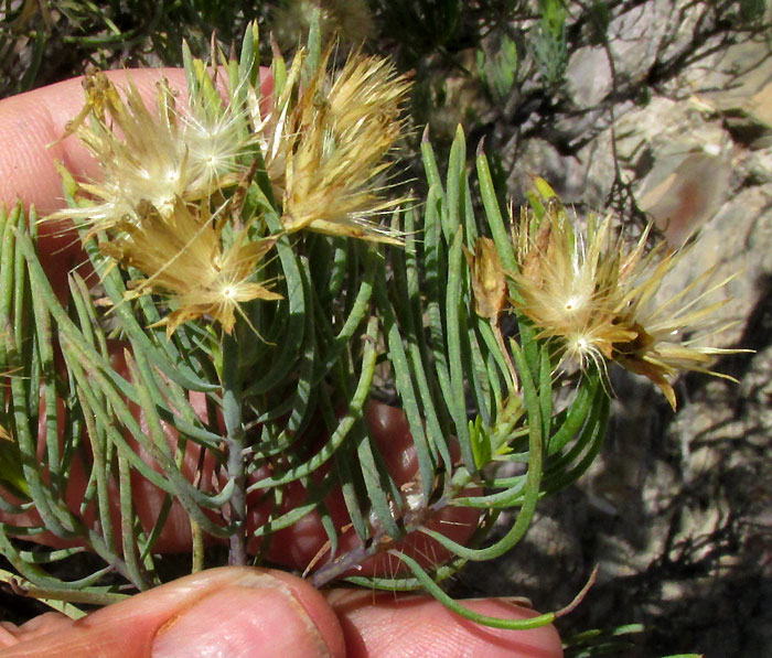 DYSCRITOTHAMNUS FILIFOLIUS, fruiting heads, stems and filiform leaves