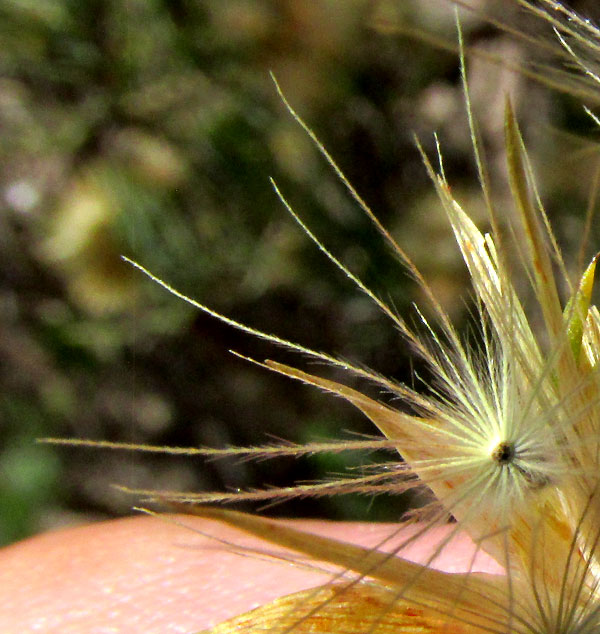 DYSCRITOTHAMNUS FILIFOLIUS, pappus close-up showing plumose bristles